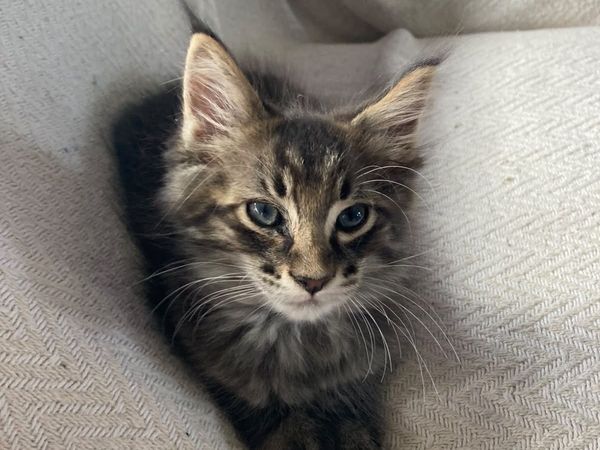 Maine coon kitten - Main image