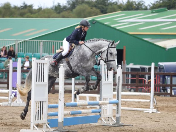 Beautiful 17.2hh Registered Irish Draught Mare - Main image