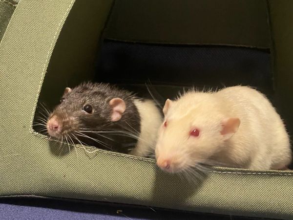 Rats - Main image