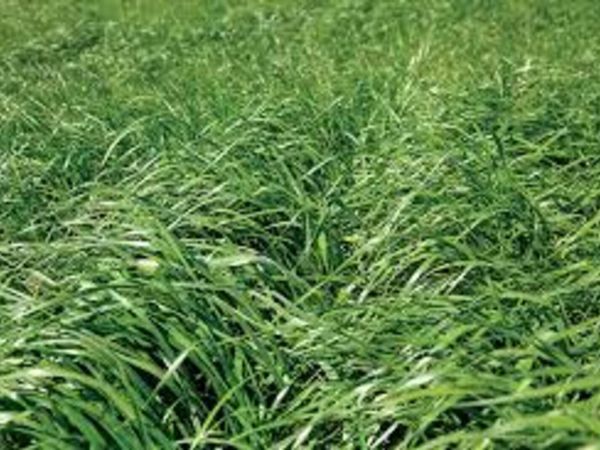 Silage and standing silage - Main image