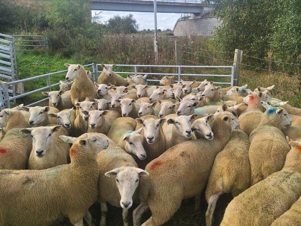 Llyn hoggets - Main image
