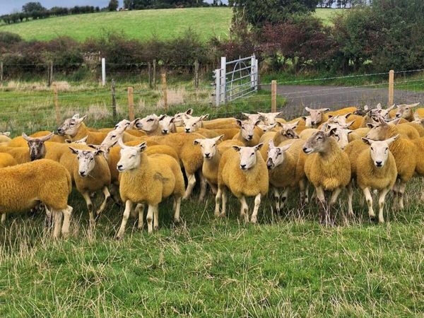 Texel hoggets - Main image