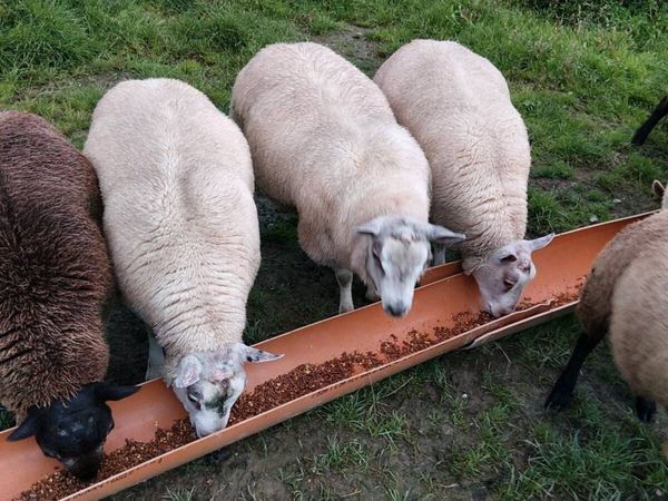 Rams - Main image