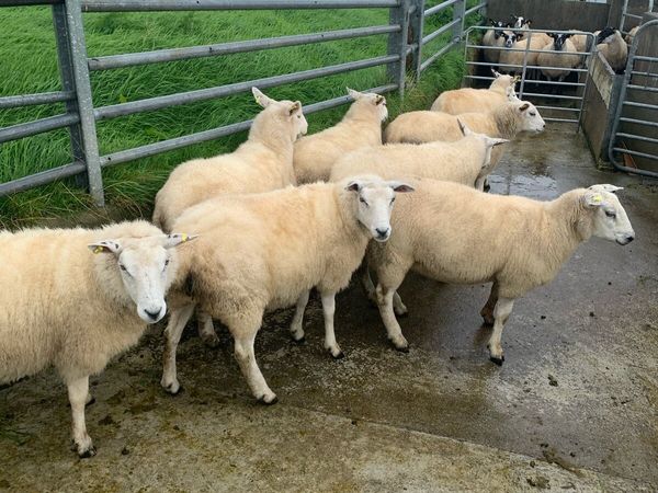 Hoggets - Main image