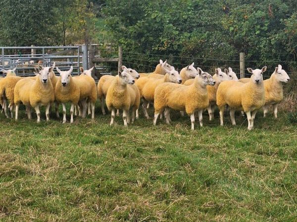Scotch half bred hoggets - Main image