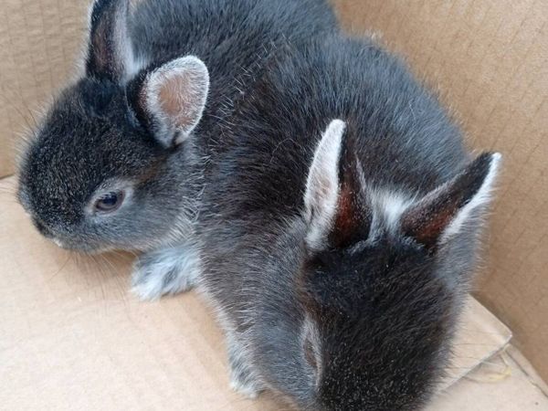 Netherland dwarf rabbits - Main image
