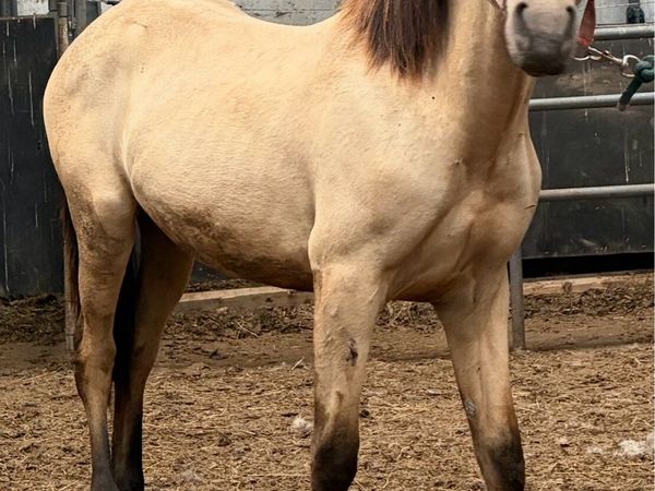 Connemara gelding CLASS 1 - Main image