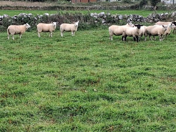 Ewe lambs organic - Main image