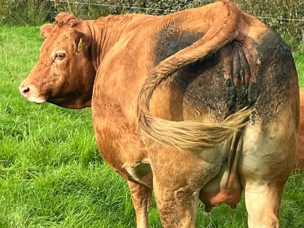 Beef cattle - Main image