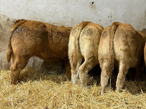 Top End Limousin Calves - Main image