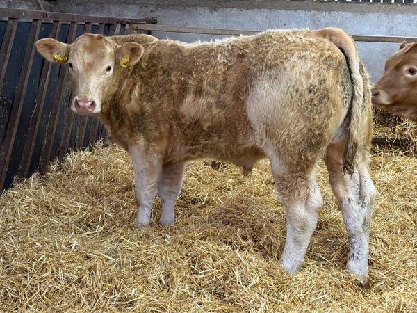 Charolais Bullock Weanling Calves - Main image