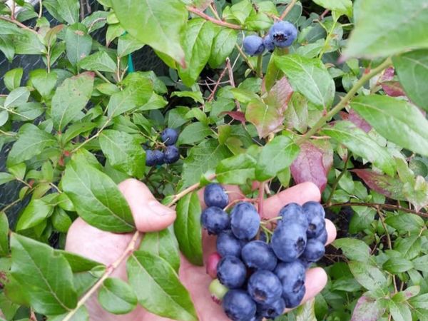 Blueberry plants 12 years old - Main image