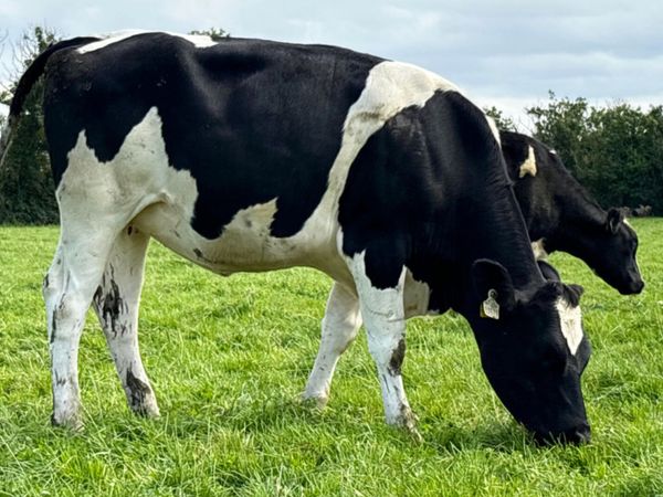 In Calf Heifers - Main image