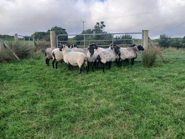 Blackface Ewes - Main image