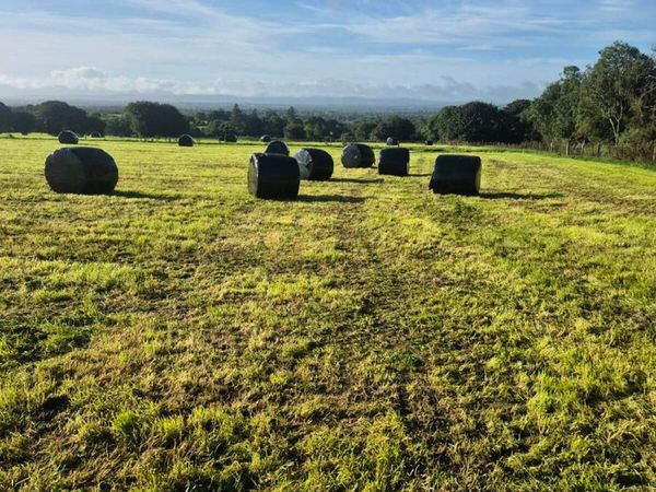 Silage bales - Main image
