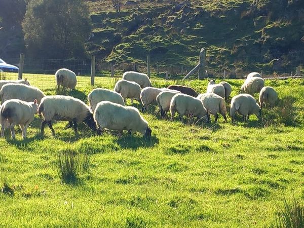 Sheep - Main image