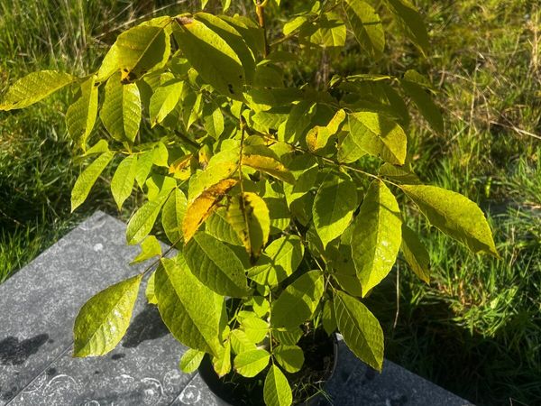 Walnut tree - Main image