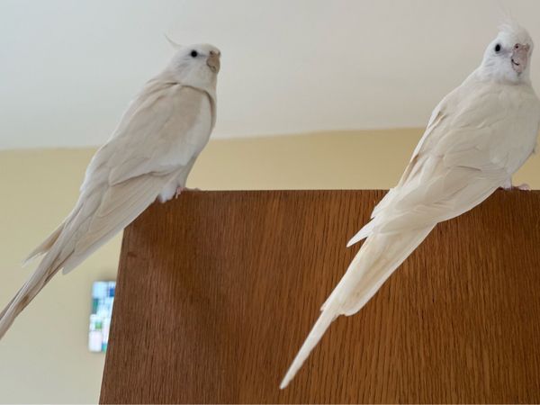 Albino Cockatiel - Main image