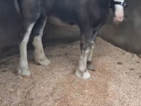 Filly foul - Main image