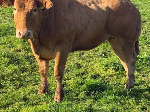 Top class breeding heifer - Main image