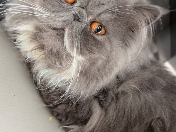 Cat - Main image