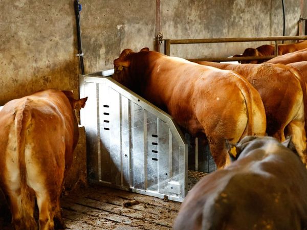 Top Performing Bulls/Steers and Heifers - Main image