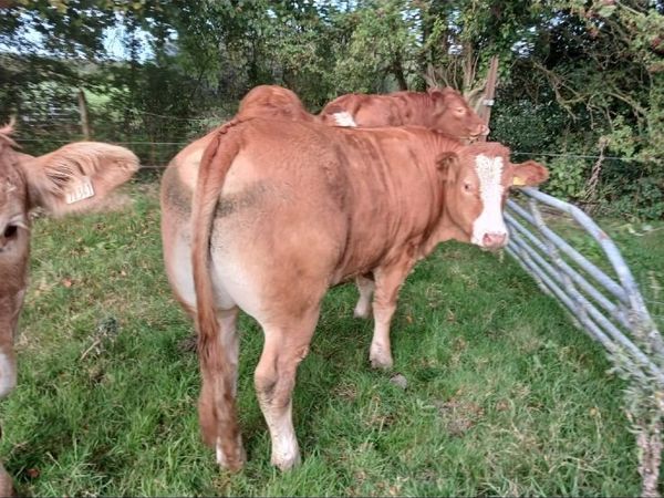 Bullocks - Main image