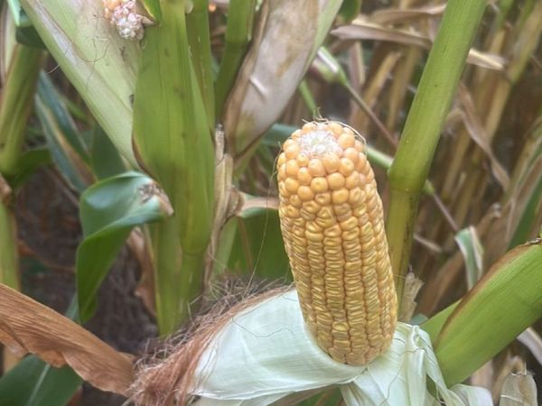 Growing Maize for Sale Castletownroche area - Main image