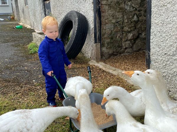 Friendly Home-Reared Geese – Used to Children - Main image