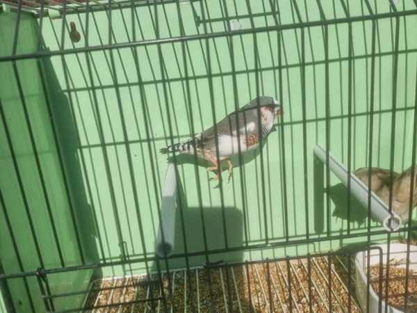 Birds - Main image