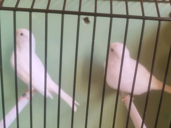 Birds - Main image