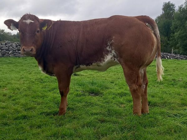Weanling Heifers, Ballinrobe Mart Friday 25th Sept - Main image