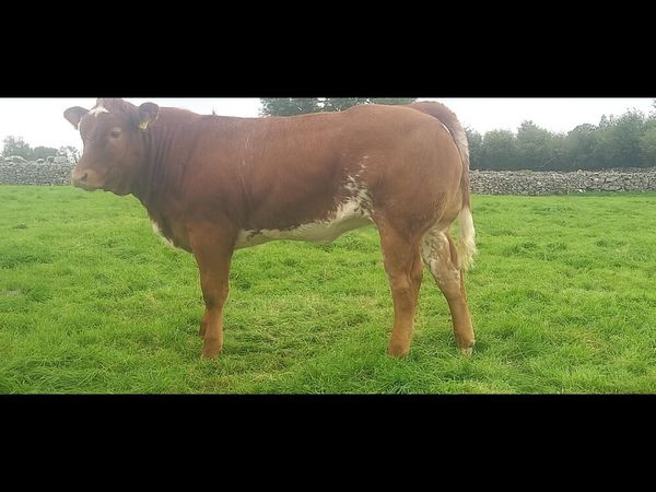 Weanling Heifers, Ballinrobe Mart Friday 25th Sept - Main image