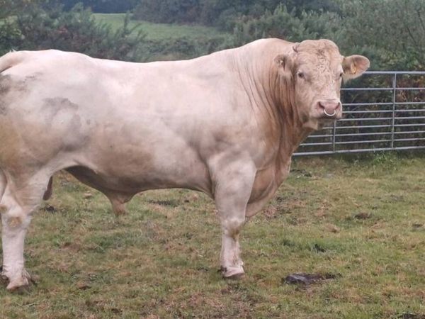 CHAROLAIS BULL - Main image