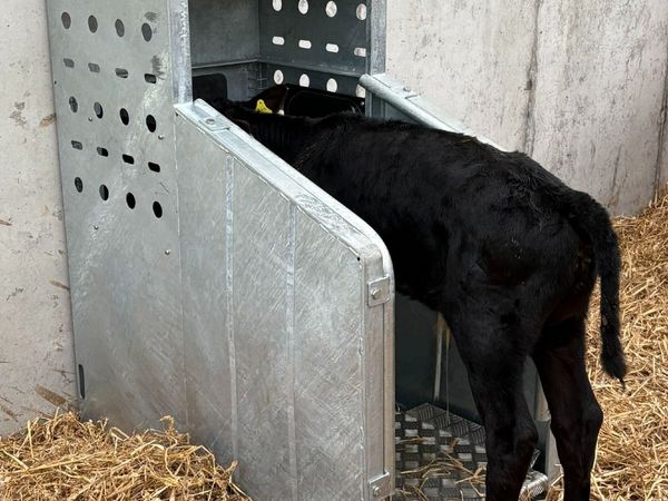 Top performing calves - Main image