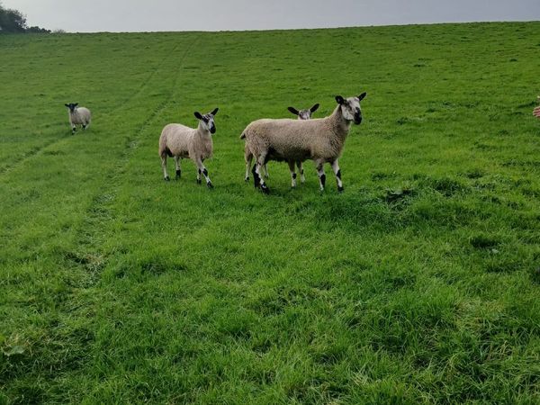 Blue faced leicester ram lambs and hoggets rams - Main image