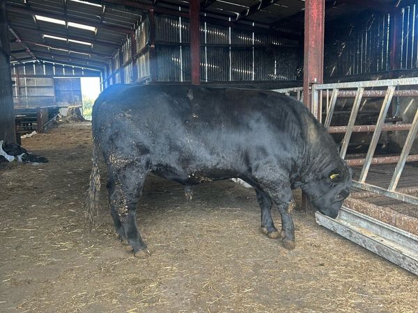 Pedigree Registered Aberdeen Angus Bull - Main image