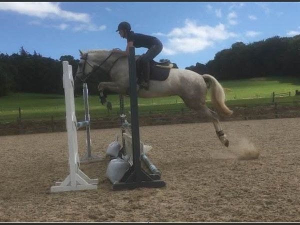 Backing, schooling, rehabilitation - Main image