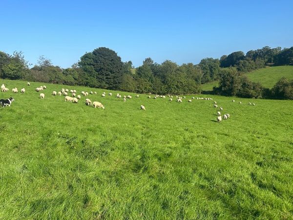 Sheep - Main image