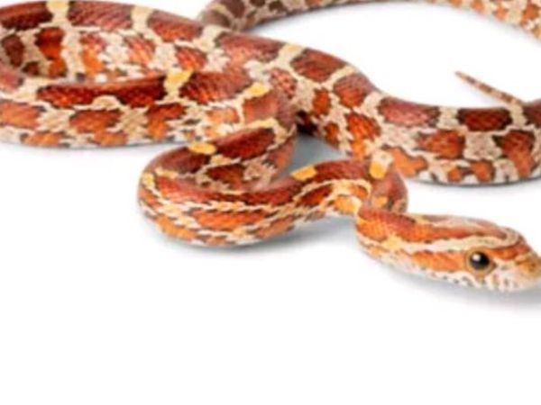Corn snake - Main image