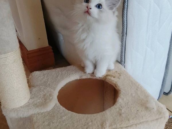 Pedigree Ragdoll Kitten - Main image