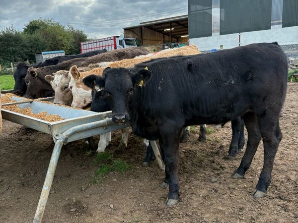 8 super 250kg suckler bred heifers - Main image