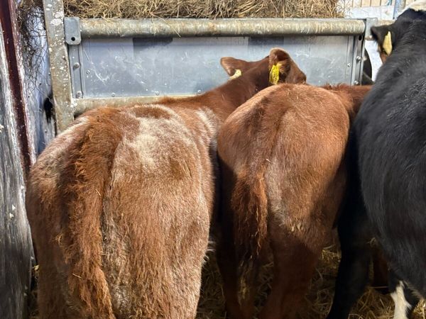 8 super reared bull calves for sale - Main image