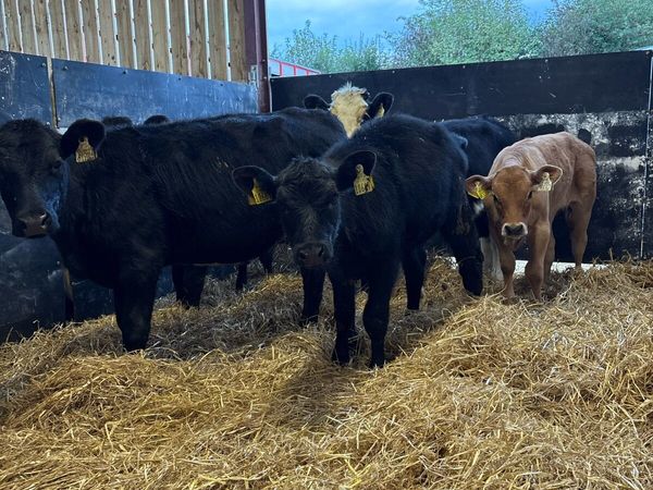 6 smashing 180kg heifer Weanlings - Main image