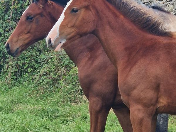 Fast and Furious Second Life Z x Conticco Foal - Main image
