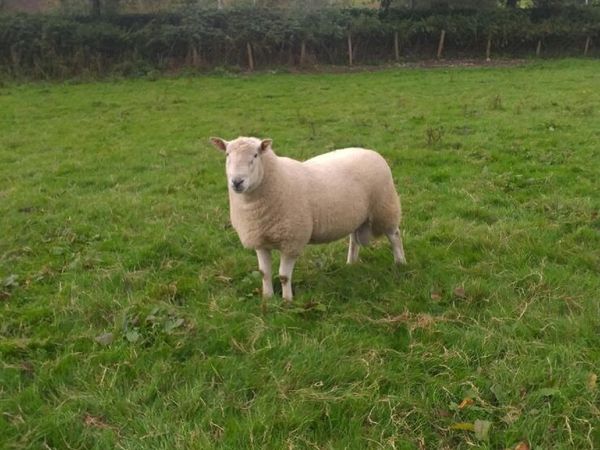 Cheviot Hoggot Rams - Main image