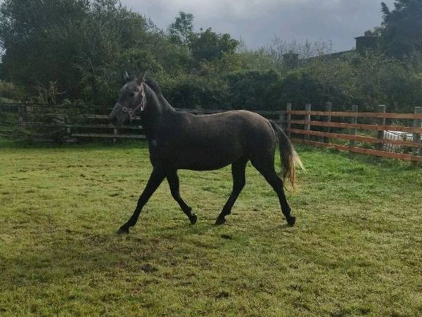 Connemara x sport - Main image