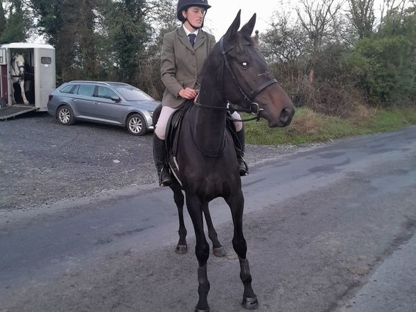 4yo gelding - Main image
