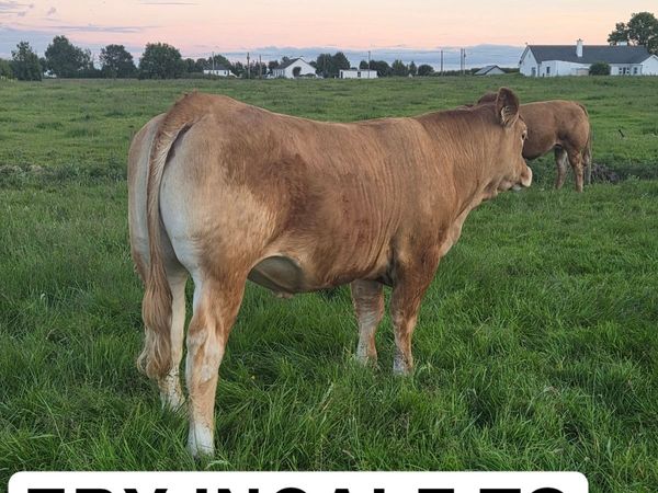 In calf Heifers - Main image