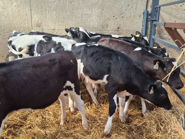 10 starter  Friesian bulls off milk - Main image